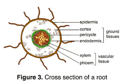 BIOLOGY