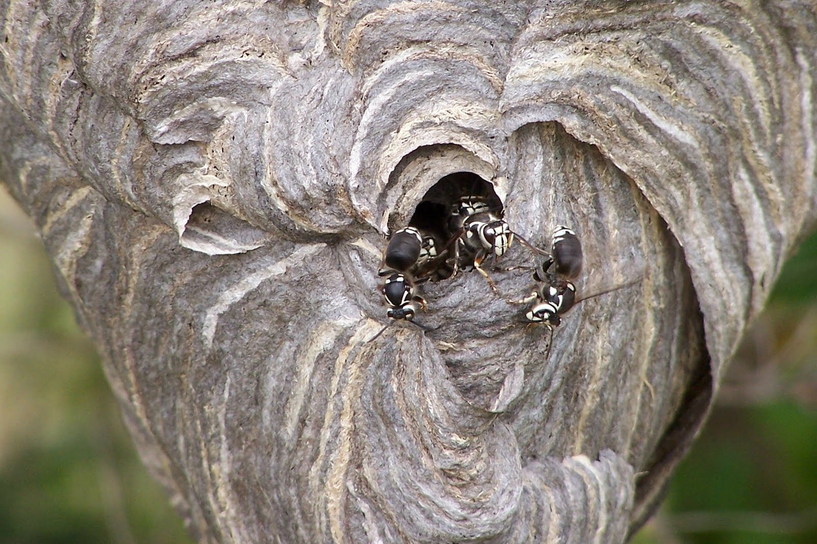 Hornet’s Nest (гнездо шершня)