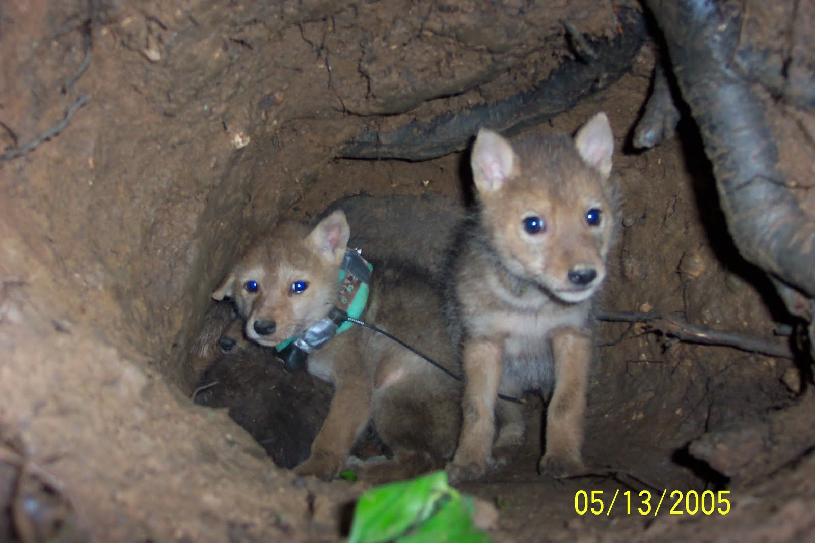 [Coyote%20pup%20in%20den[1].JPG]