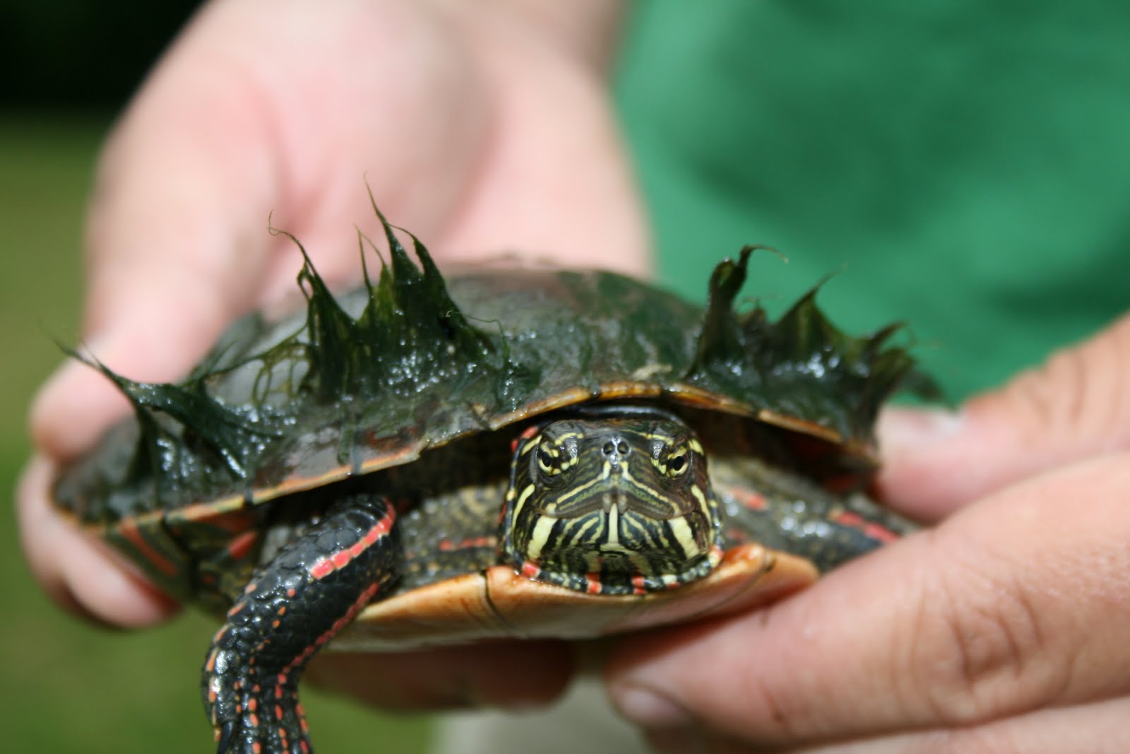 [Painted%20Turtle[1].JPG]
