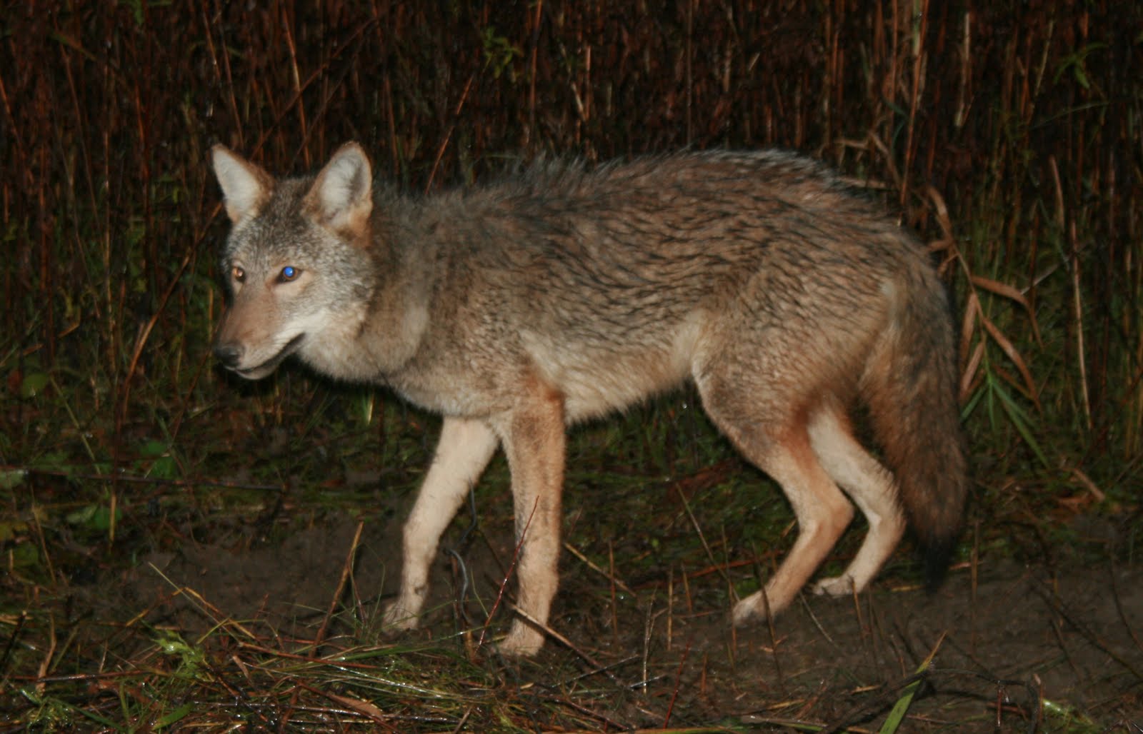 [Coyote%201[1].JPG]