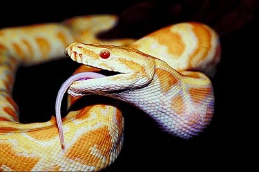 [Burmese-python-13588.jpg]