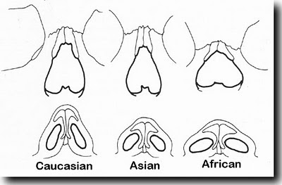 caucasian asian and black types of noses