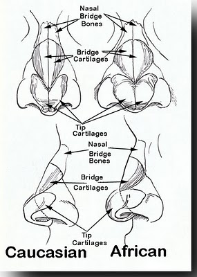 differences between types of noses
