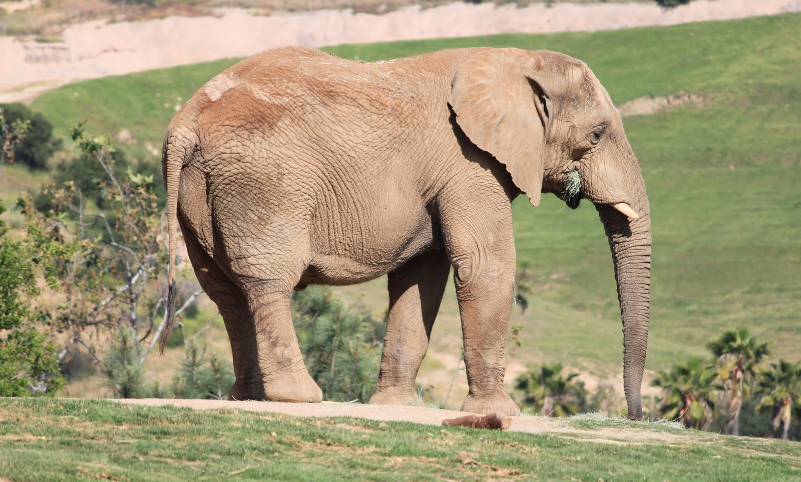 Amor and Amoret: Elephant Exhibit, Fun With the Baby Elephant!