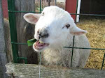 Friendly lamb