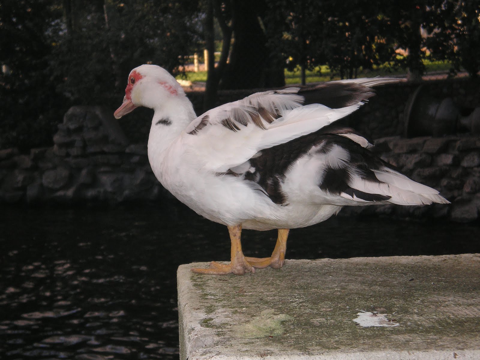 Fot grafos De Elvas Pato Ou Pata fot-grafos-de-elvas-pato-ou-pata