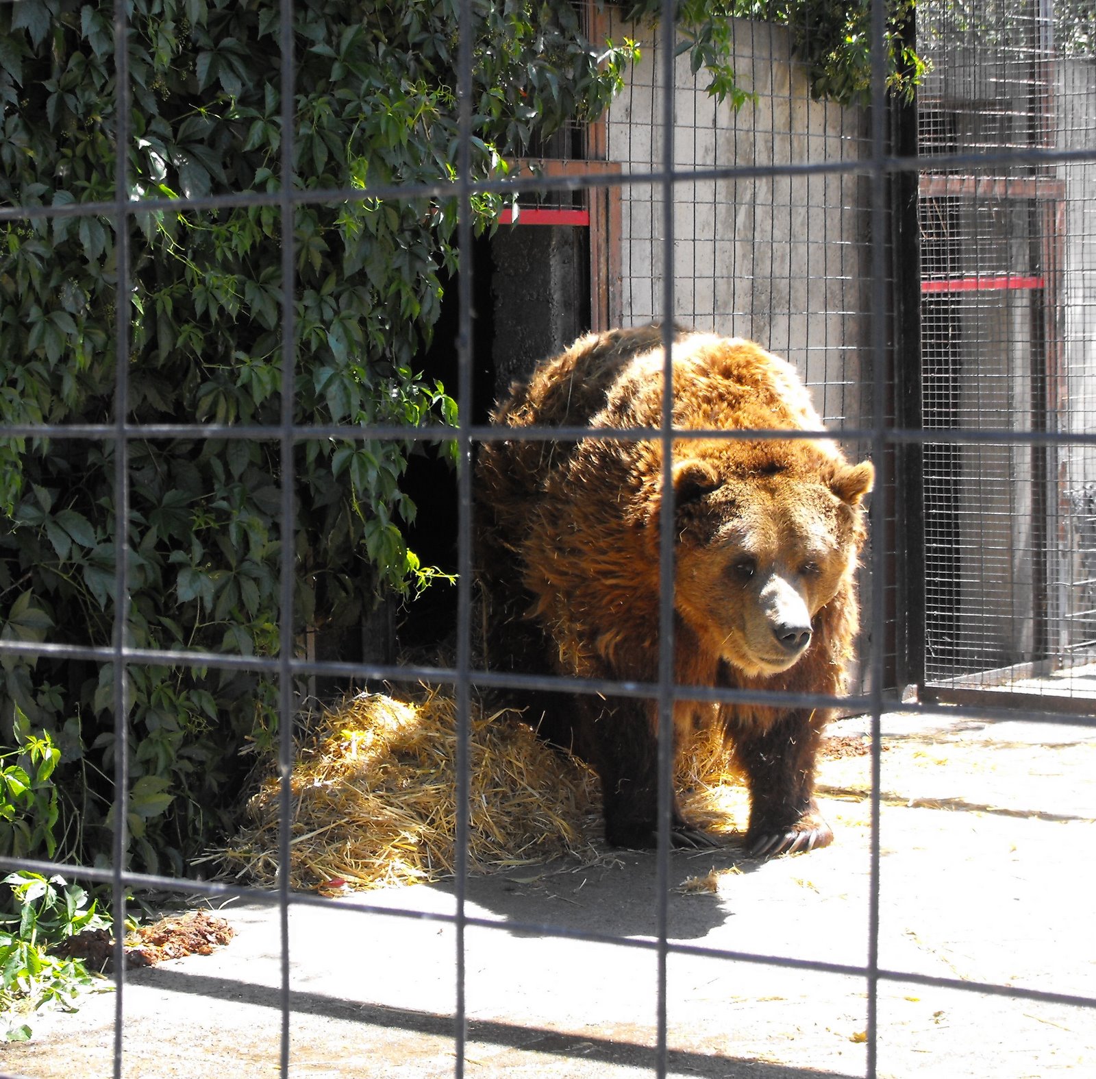 welovekamloops BC Wildlife Park Sheba the Grizzly Kamloops, BC, Canada