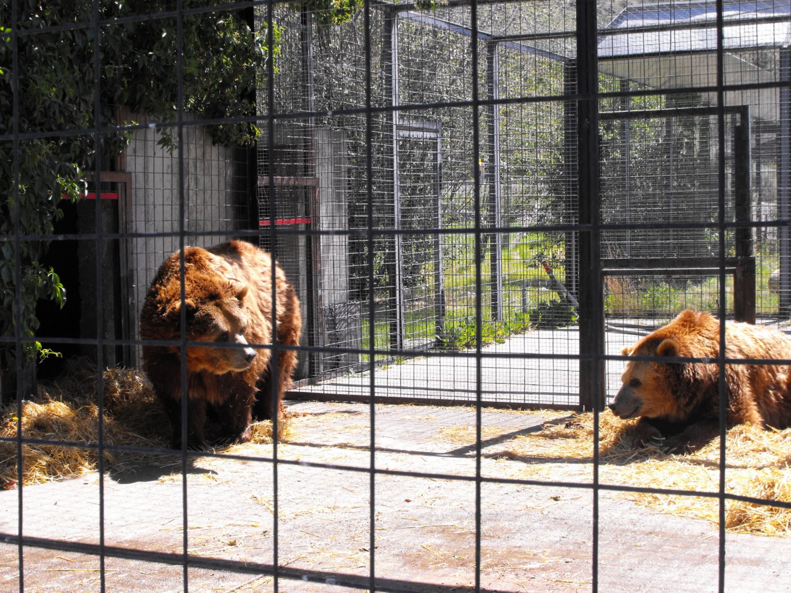 welovekamloops BC Wildlife Park Sheba the Grizzly Kamloops, BC, Canada