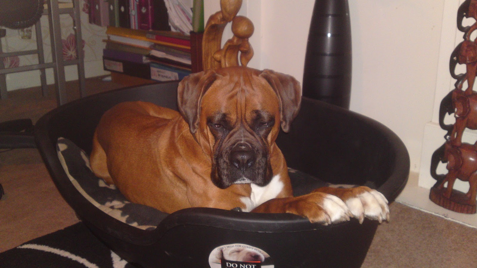 Boxer Puppies Through Pregnancy and Beyond... Pregnant Pictures