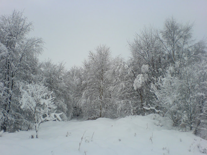 Winter trees