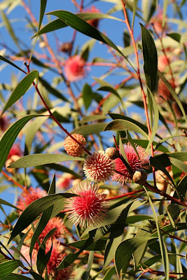 hakea laurina sea pincushion tree urchin cushion identification plants scentsation eucalyptus summer