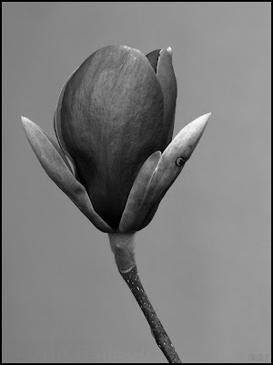 Magnolia-herida.jpg