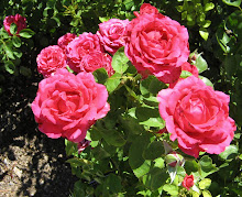 One Dozen Roses