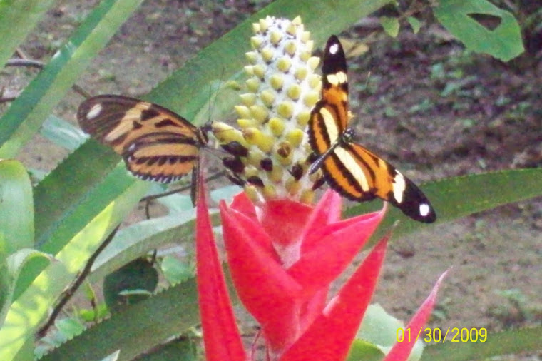 MARAVILHAS DA NATUREZA