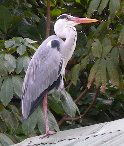 The adult Grey heron is far from drab!