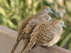 Barred ground dove
