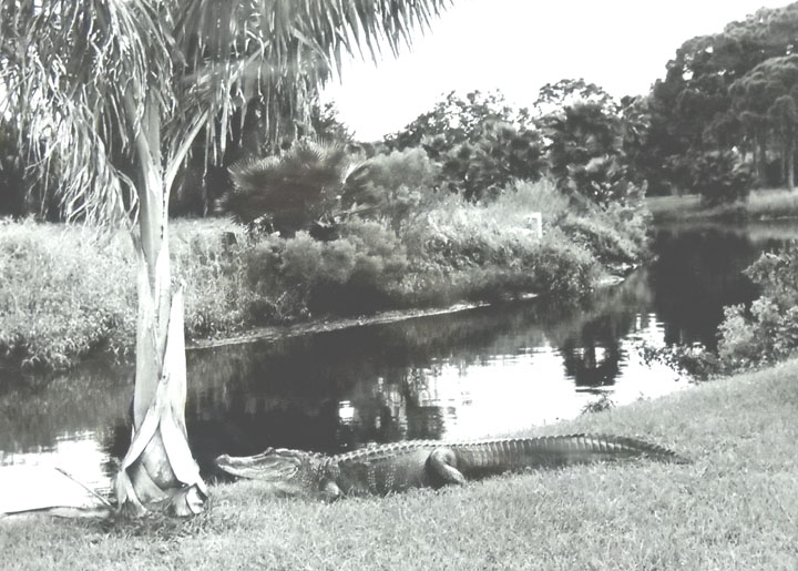 As Time Goes By Living along Ware's Creek, circa 19151960s