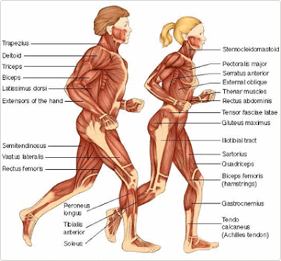 Human+Body+Muscles,+Muscles+of+Human+Body,+Muscles+daigram