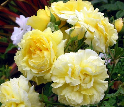 Amazing different yellow with White Rose wallpaper