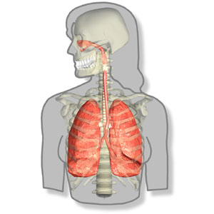 respiratory system summary - Respiratory System