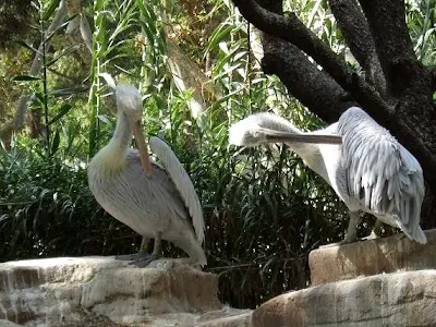 Barcelona Zoo