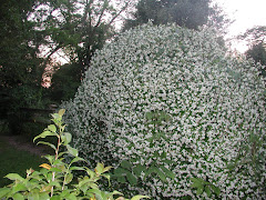This Week's Winning Giant Flowering Bush!