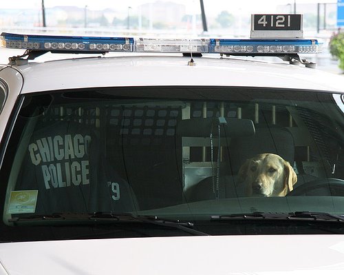 [chicago_police_dog.jpg]