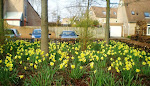 The flowers in Breda