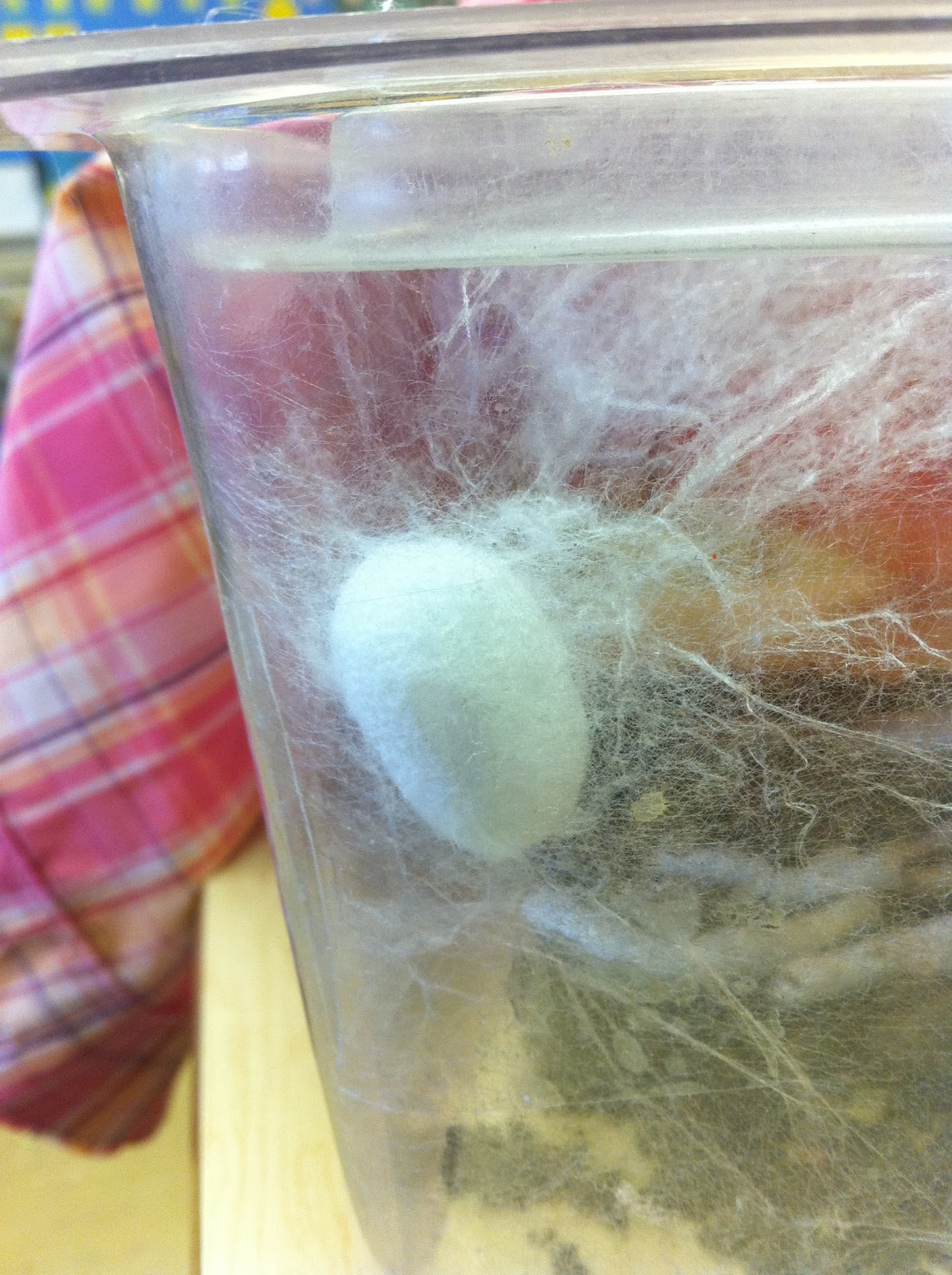 PS 58 Scientists Silkworm Cocoons