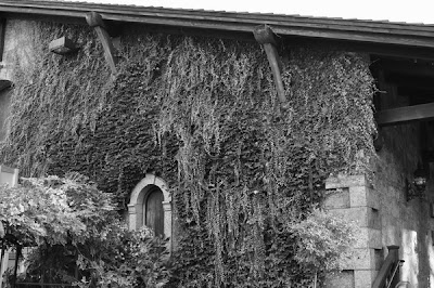 Black and White vines a napa-wine-a-thon