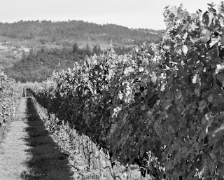 Black and white vineyards