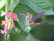 Tufted Coquette Hummingbird, Trinidad