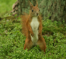 Red Squirrel