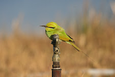 Little Green Bee-eater, Egypt