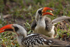 Red-billed Hornbill, The Gambia