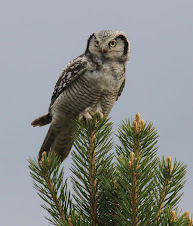 Hawk Owl, Sweden