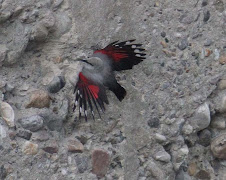 Wallcreeper