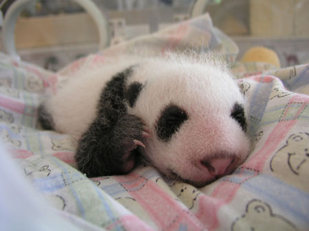 [baby_panda_012.jpg]