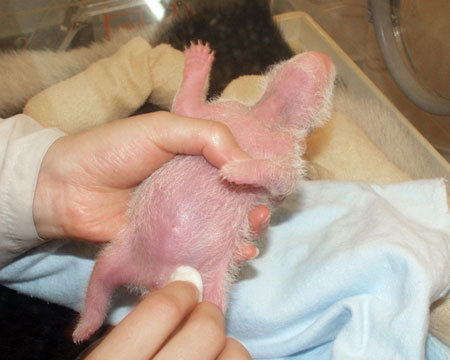 [baby_panda_004.jpg]