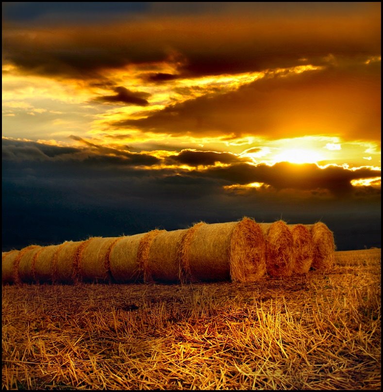 [corn_fields_27.jpg]