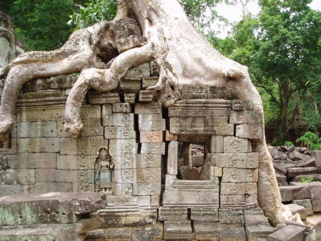 [strong_tree_27.jpg]