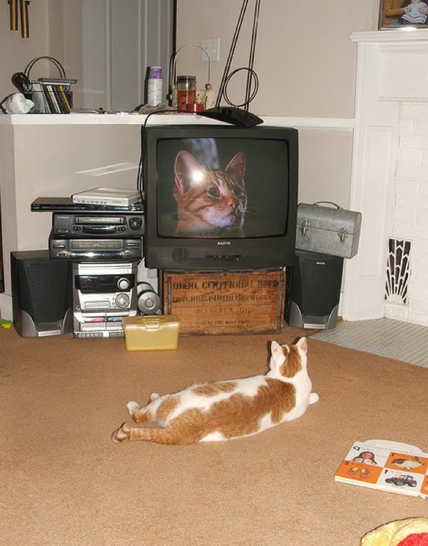 Fresh Pics Pictures Of Cats Watching Cats On TV