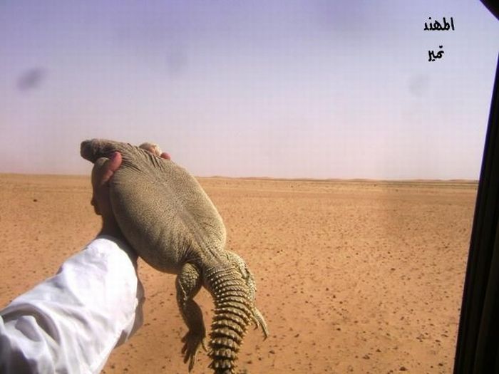 [Lizard+Hunt3..jpg]
