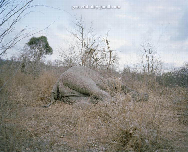 [Dead+Elephant+in+Zimbabwe1.jpg]