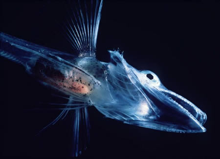 [a357_fish.jpg]