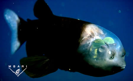 [a357_fishhead.jpg]