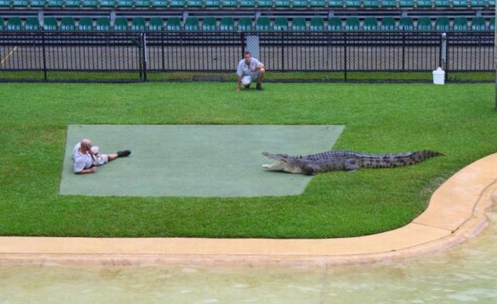 [howtofeedcrocodiles08.jpg]