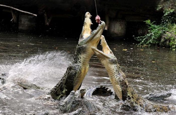 [howtofeedcrocodiles10.jpg]