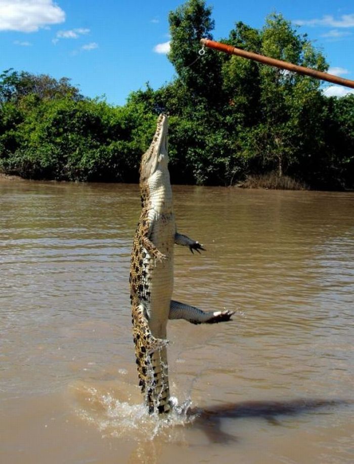 [howtofeedcrocodiles13.jpg]